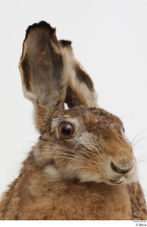 Hare  1 head 0002.jpg